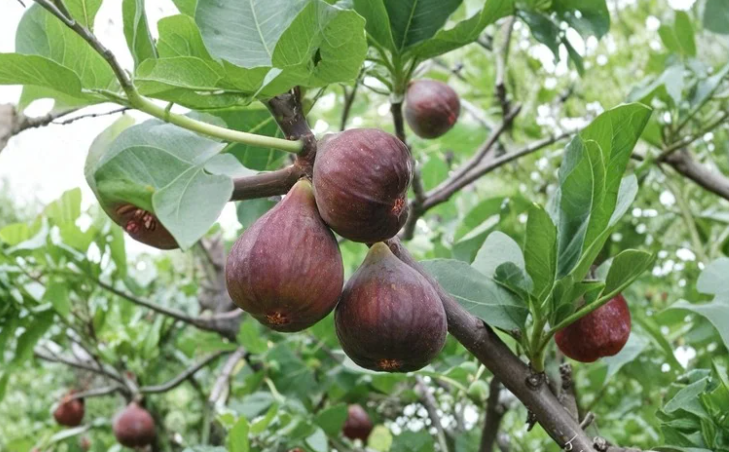 2 Sweet Jerusalem Fig Cuttings Ficus Carica Heirloom Fruit Tree Scion Wood for Propagation Home Orchard