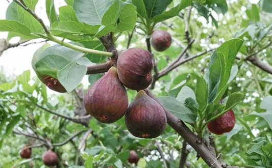 2 Sweet Jerusalem Fig Cuttings Ficus Carica Heirloom Fruit Tree Scion Wood for Propagation Home Orchard