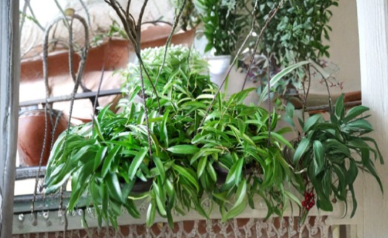 Rooted Hoya wayetii Starter Plant Live Wax Vine Tropical Flowering Houseplant Indoor Outdoor Growing