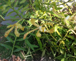 Scorpion Vanda Orchid Arachnis Maggie Yellow Ribbon Rooted Cutting 10–12 Inch Plant