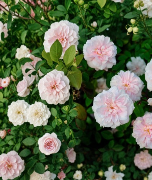 15 Cecile Brunner Rose Cuttings Antique Climbing Rose Unrooted Stems for Propagation
