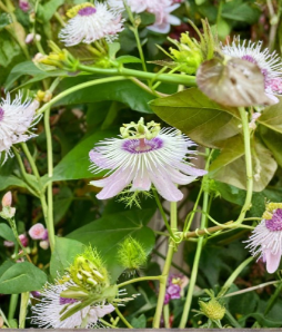 Passiflora Incarnata Maypop Passionflower Cuttings 7 Inch Unrooted Perennial Vine
