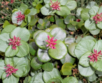 Crassula Multicava Green Fairy 2 Unrooted Succulent Cuttings 2 Inch Live Jade Plant for Propagation