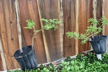 Citronella Scented Geranium Live Plant Pelargonium Citronellum Pink Flower Starter