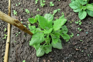 New Zealand Spinach Seeds 250 Vegetable Garden Seeds Tetragonia tetragonioides