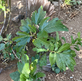 Black Madeira Fig KK Cuttings 3 Count Ficus Carica Fruit Tree Scion Wood for Grafting or Rooting