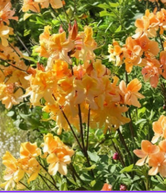 Dancing Rabbit Aromi Azalea Starter Plant Deciduous Rhododendron Small Dormant Shrub for Spring Garden