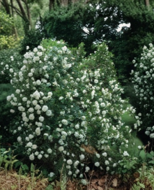 Sir Thomas Lipton Rose Cuttings 6 Count White Climbing Rose Stems for Propagation Fragrant Garden Variety