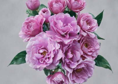 Angel Face Rose Cuttings 5 Unrooted Stems Lavender Floribunda Rose for Propagation Garden Plant