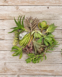 10 Assorted Succulent Cuttings Live Plant Mix Cactus and Succulent Variety Pack for Propagation