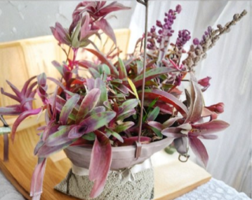 Purple Heart Plant Set Tradescantia pallida Setcreasea Cyanotis arachnoidea Live Cuttings
