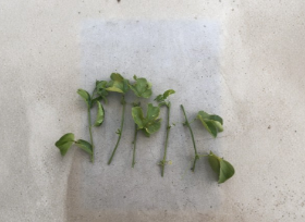 Passion Fruit Vine Cuttings Passiflora edulis Live Plant Starter Unrooted Set of 5