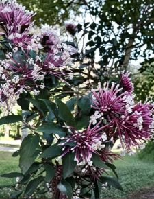 Shooting Star Plant Cuttings Clerodendrum quadriloculare Starburst Shrub Unrooted Set of 6