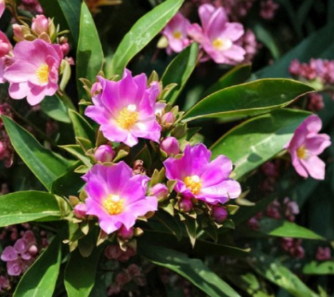 Pereskia Grandifolia Seeds 15 Count Leafy Cactus Tree Flowering Ornamental Plant Seeds
