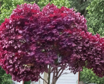 Red Japanese Maple Cutting 6 to 8 Inch Acer Palmatum Live Stem for Rooting or Grafting Garden Tree
