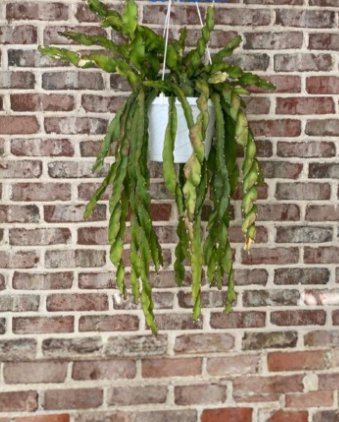 Lepismium Cruciforme Spiralis Hurricane Cactus 6 Inch Cutting Epiphytic Cactus Plant