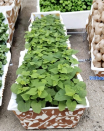 Purple Sweet Potato Slips 10 Count Ipomoea Batatas Live Cuttings for Garden Planting