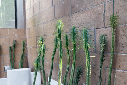 Euphorbia loricata African Palm Tree 6 Inch Unrooted Cutting Succulent Stem for Propagation Indoor Outdoor Growing