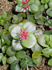 Green Fairy Jade Succulent Cuttings Crassula multicava Unrooted Set of 2