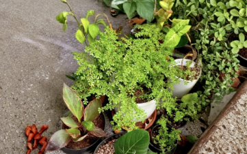 Pilea Microphylla Artillery Fern Unrooted Cutting Rock Weed Live Plant Stem for Terrarium Ground Cover Indoor Outdoor Growing