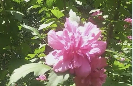 3 Double Pink Rose of Sharon Cuttings Hibiscus Syriacus Althea Unrooted Shrub Stems for Propagation