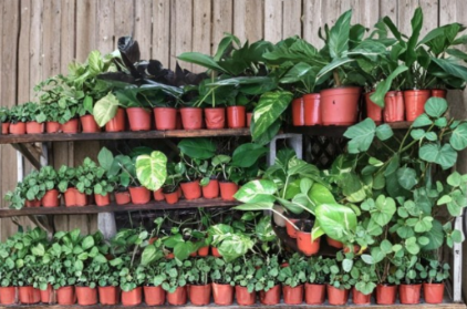 Jade Pothos and Golden Pothos Cuttings Combo 4 Unrooted 4-6 Inch Epipremnum Aureum Live Vine