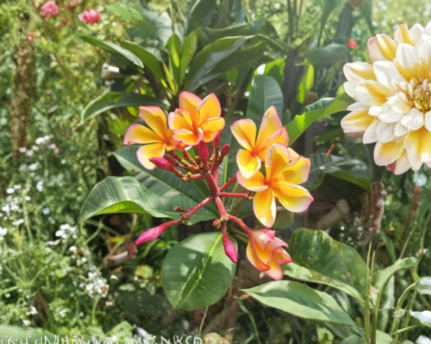 Golden Noi Plumeria Cutting 3 Tip Plumeria Rubra Frangipani Live Plant Stem for Propagation Tropical Flower