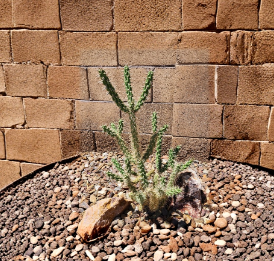 Cylindropuntia Imbricata Tree Cholla Live Cactus Cutting Grants NM Native Desert Plant Stem