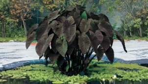 Black Magic Elephant Ear Plant Colocasia esculenta Small Rooted Starter
