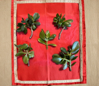 Crassula Ovata Jade Plant Cuttings 5 Count 3 to 5 Inch Succulent Stems Red Tipped or Green for Propagation