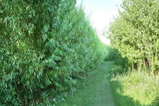 5 Austree Hybrid Willow Cuttings Salix Fast Growing Tree Stems for Propagation Privacy Screen Planting