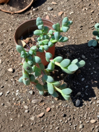Corpuscularia Lehmannii Ice Plant Succulent Live Rooted Plants 4 to 6 Inch Indoor Plant