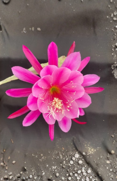 Epiphyllum Grand Prize Pink Orchid Cactus Rooted Plant in 3 Inch Pot Tropical Flowering Houseplant