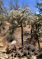 Cylindropuntia Fulgida Teddy Bear Cholla Cactus 5 Segments Live Desert Plant Cuttings for Propagation