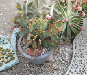 Opuntia Beaverita Cactus Pad Opuntia basilaris x Santa Rita Hybrid Pink Flower Prickly Pear Live Cutting