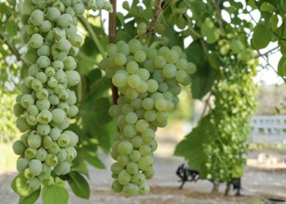 Seedless Grape Vine Live Plant 20 Inch Cutting in Pot Ready to Plant S ...