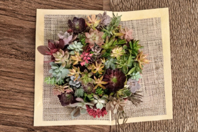 Premium 50 Succulent Cuttings Set Assorted Varieties Including Rare Species Live Unrooted Succulent Collection