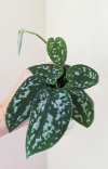 Silver Pothos Scindapsus Pictus Argyraeus 4 Node Cuttings Single Leaf Live Houseplant for Propagation