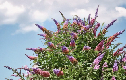 Bicolor Buddleia Davidii Hybrid Starter Plant Small Rooted Butterfly Bush Shrub