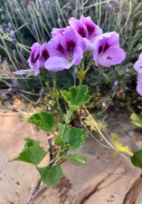 Lavender Purple Regal Geranium Pelargonium 6 Inch Live Plant Cutting Fancy Variety