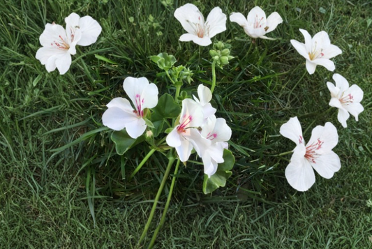 8 Ivy Geranium Soft Pink Cuttings Pelargonium Peltatum Trailing Flower Plant Stems for Rooting Hanging Baskets