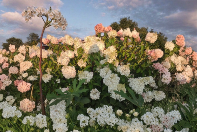Vanilla Strawberry Hydrangea Cuttings 7 Total Hydrangea paniculata Unrooted Bush Tree Stems for Propagation