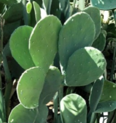 Spineless Nopales Prickly Pear Cactus Pads Edible Opuntia ficus indica Unrooted Cuttings Lot of 3