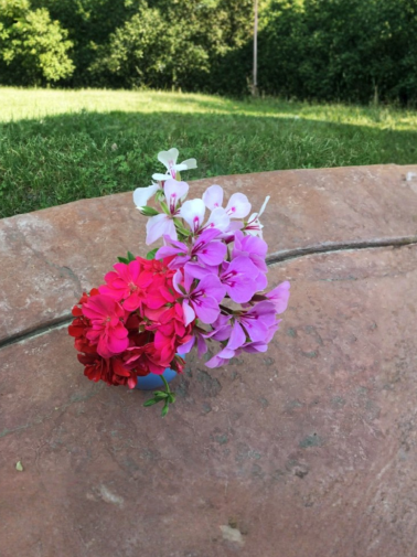 Ivy Geranium Cuttings 9 Count Four Colors Pelargonium peltatum Trailing Flowering Plant for Rooting