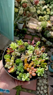 30 Mini Succulent Cuttings Assorted Colorful Varieties Live Plant Starter Pack for Propagation Indoor Outdoor