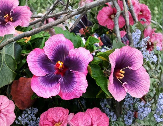 Hibiscus moscheutos Starter Cuttings 7 Count Rose Mallow Hardy Hibiscus Perennial Flowering Plant