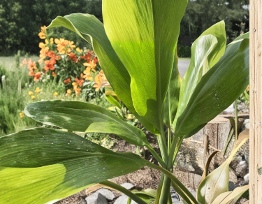 Hawaii Green Ti Plant Cuttings 12 Logs 6-7 Inch Manoa Cordyline Fruticosa Live Propagation Stems