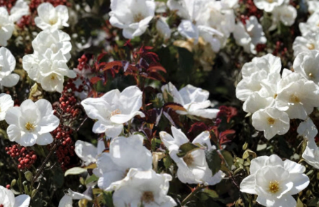 White Knock Out Rose Cuttings 6 to 8 Inch Unrooted Rose Plant Rosa White Knock Out