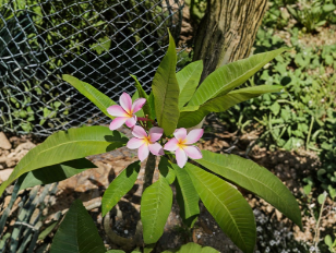 Plumeria Plant Cutting Unrooted Frangipani Live Tropical Cutting for Planting