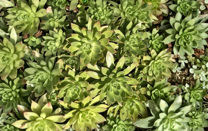 Aeonium Succulent Pink Edges Green Live Plant 10 Unrooted Cuttings 2-4 Inch Rosette Stems for Propagation